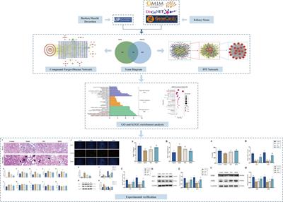 Network pharmacology and experimental validation to elucidate the pharmacological mechanisms of Bushen Huashi decoction against kidney stones